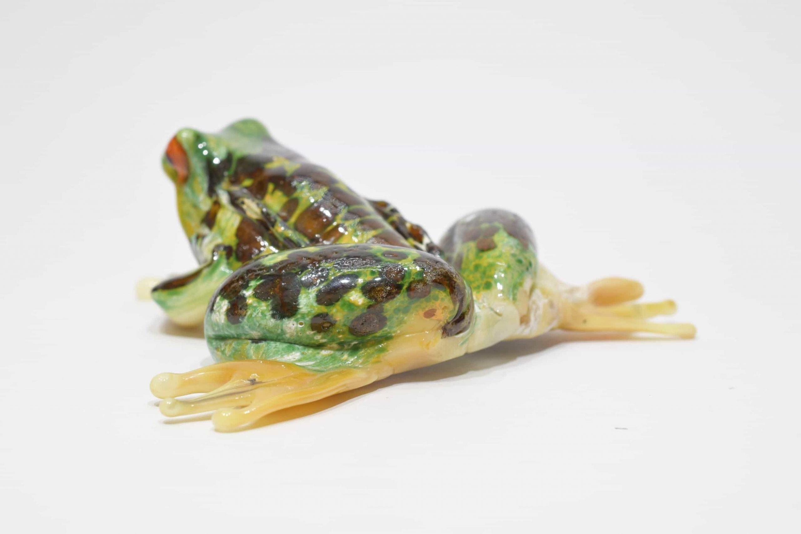 Frog In Murano Glass